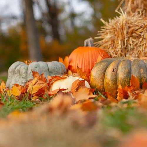 Herbsttipps von EnergieSchweiz
