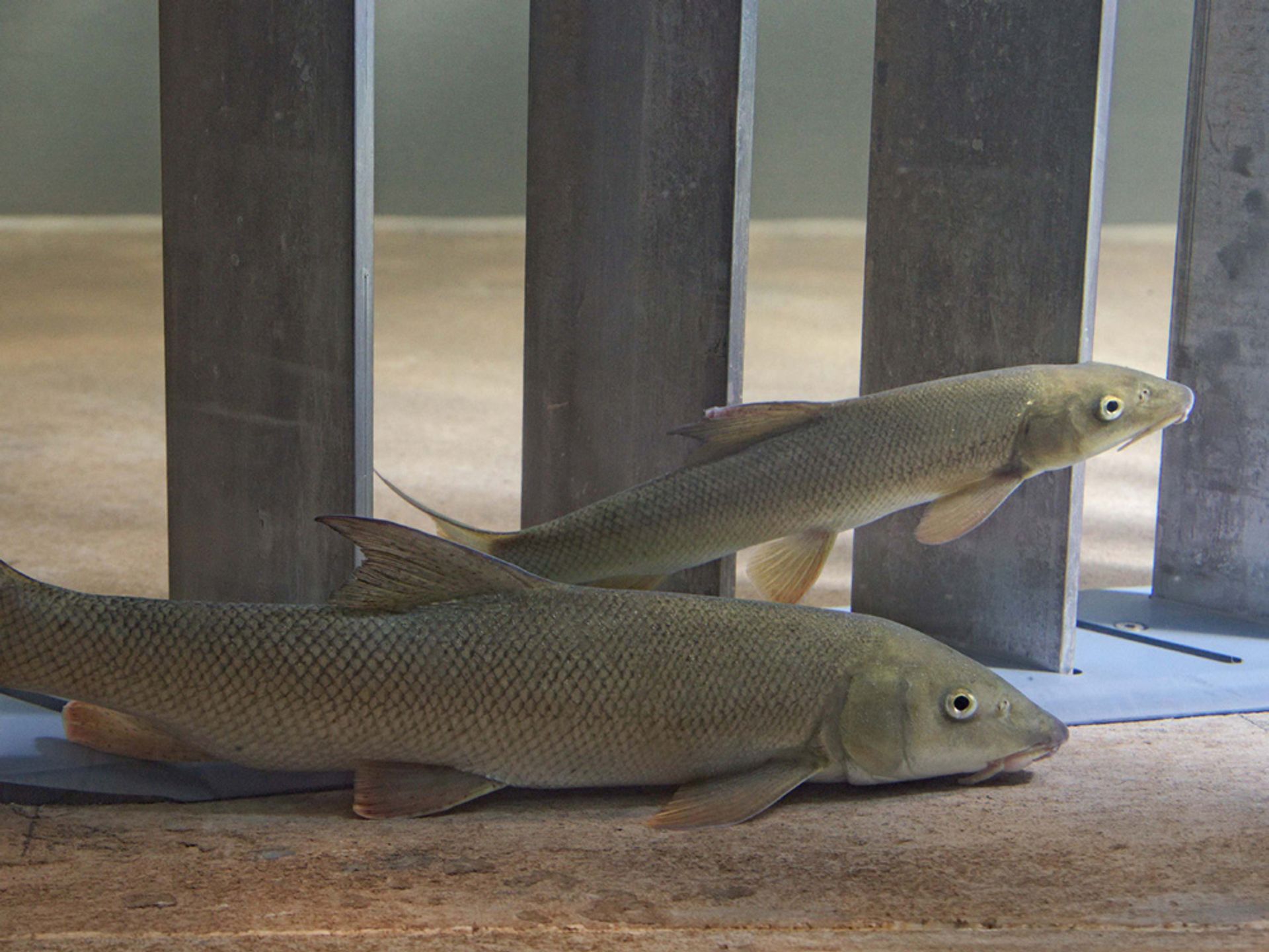 Neuartiger Fischleitrechen für Wasserkraftwerke