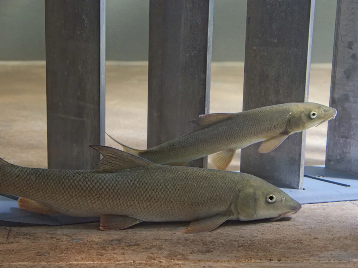 Neuartiger Fischleitrechen für Wasserkraftwerke